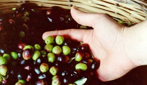 olive-e-mano